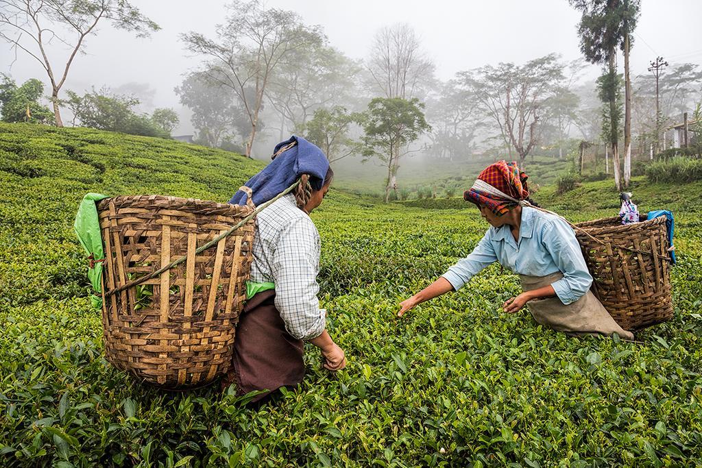 Ging Tea House Guest House Darjeeling  Exterior foto