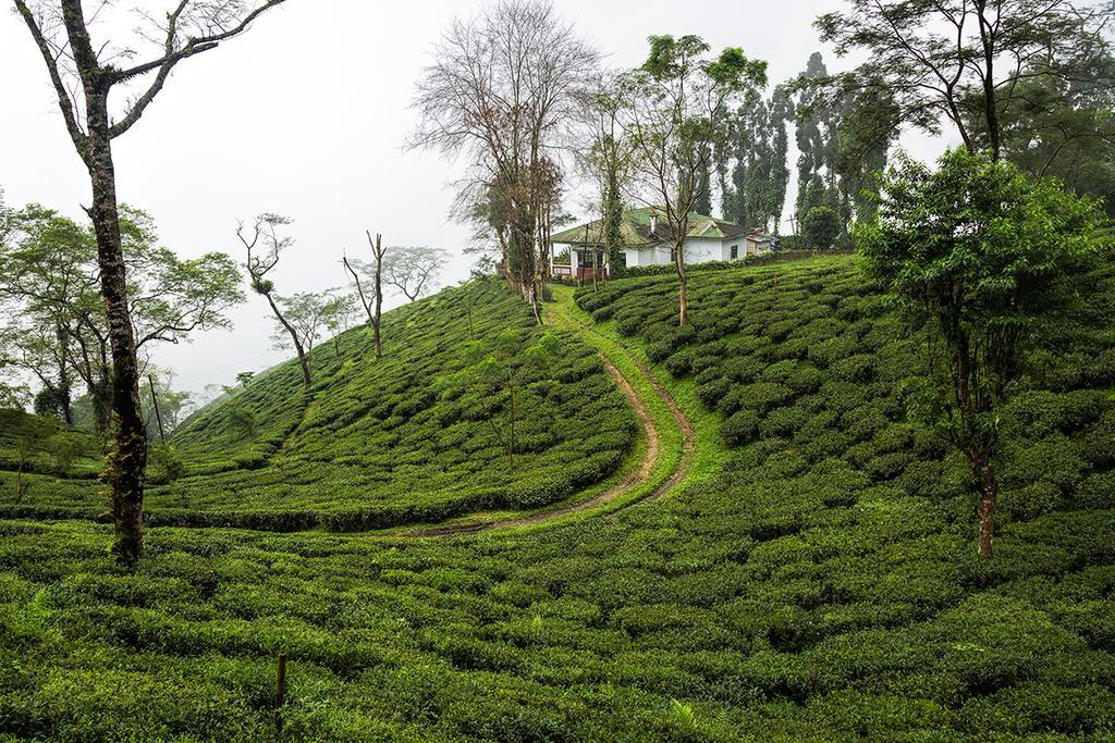 Ging Tea House Guest House Darjeeling  Exterior foto
