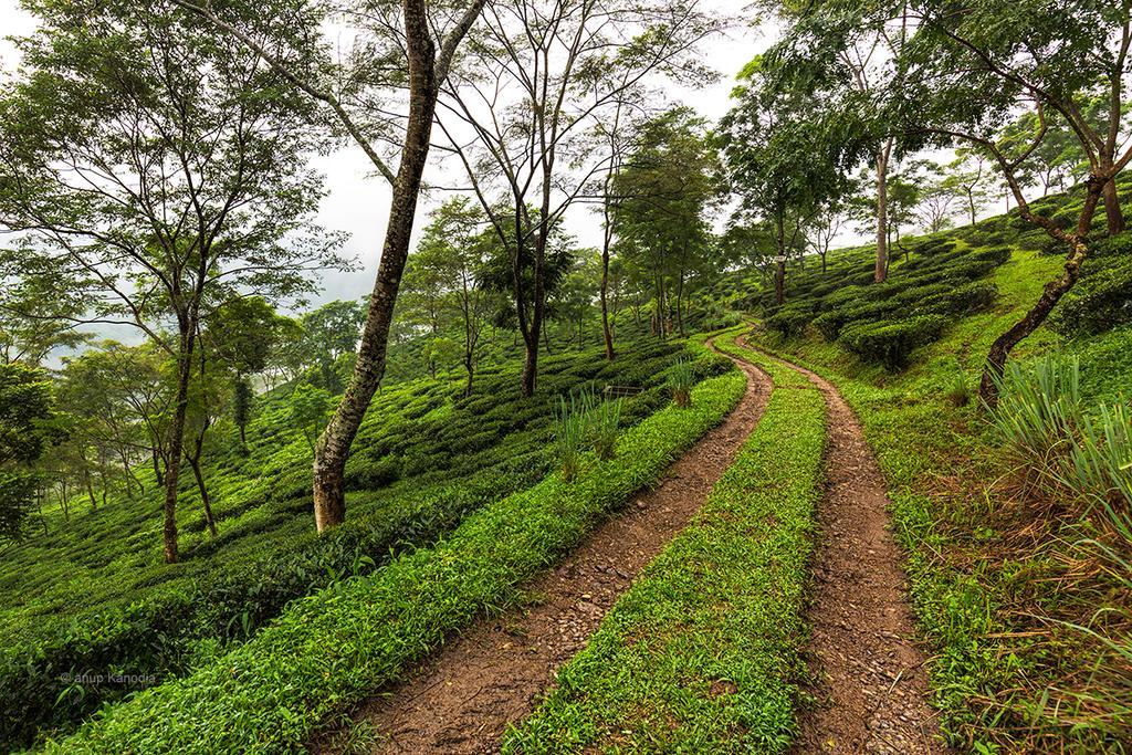 Ging Tea House Guest House Darjeeling  Exterior foto